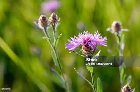 Attēlu rezultāti vaicājumam “Centaurea phrygia”