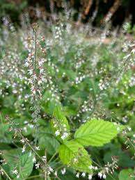 Attēlu rezultāti vaicājumam “Circaea lutetiana”