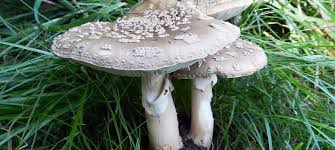 Attēlu rezultāti vaicājumam “Amanita excelsa”