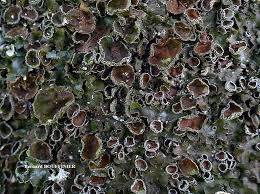 Attēlu rezultāti vaicājumam “Pleurosticta acetabulum”