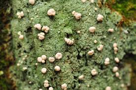 Attēlu rezultāti vaicājumam “Icmadophila ericetorum”