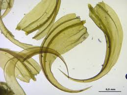 Attēlu rezultāti vaicājumam “Palustriella”