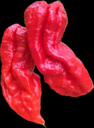 Afbeeldingsresultaat voor naga jolokia hot pepper