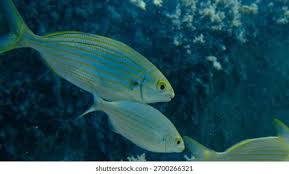 Image result for Sarpa salpa