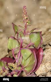 Attēlu rezultāti vaicājumam “Chenopodiaceae”