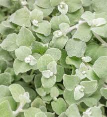 Image result for Helichrysum lindleyii