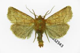 Attēlu rezultāti vaicājumam “Eriopygodes imbecilla”