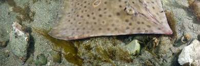 Image result for Dipturus laevis