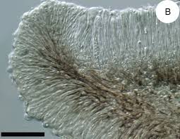 Attēlu rezultāti vaicājumam “Bacidia subincompta”