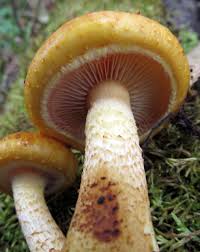 Attēlu rezultāti vaicājumam “Pholiota squarrosoides”