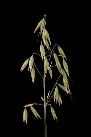 Attēlu rezultāti vaicājumam “Avena sativa fruit”