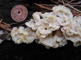 Attēlu rezultāti vaicājumam “Antrodiella semisupina”