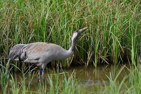 Attēlu rezultāti vaicājumam “Grus grus nest”