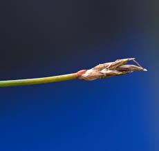Attēlu rezultāti vaicājumam “Eleocharis uniglumis flower”