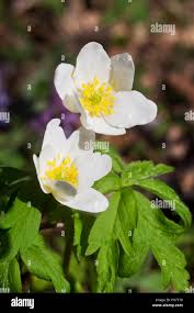 Attēlu rezultāti vaicājumam “Anemone nemorosa flower”