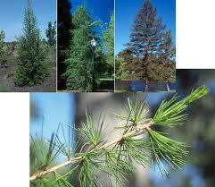 Attēlu rezultāti vaicājumam “Larix”