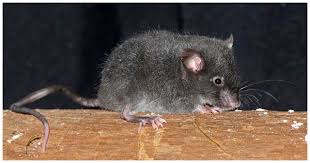 Attēlu rezultāti vaicājumam “Cricetidae”