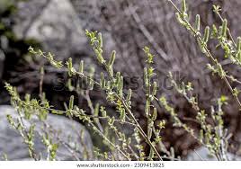 Attēlu rezultāti vaicājumam “Salix aurita”