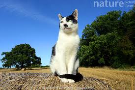 Attēlu rezultāti vaicājumam “Felis silvestris catus”