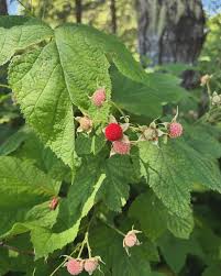 Attēlu rezultāti vaicājumam “Rubus parviflorus fruit”