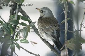 Attēlu rezultāti vaicājumam “Turdus pilaris adult”