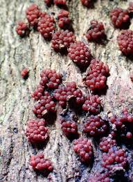 Attēlu rezultāti vaicājumam “Paradiacheopsis rigida spores”