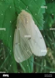 Attēlu rezultāti vaicājumam “Spilosoma lutea imago”