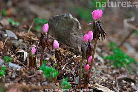 Attēlu rezultāti vaicājumam “Podophyllum hexandrum flower”