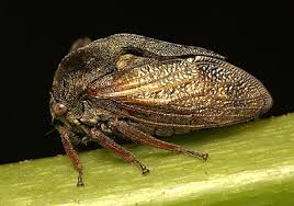 Attēlu rezultāti vaicājumam “Membracidae”