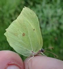 Attēlu rezultāti vaicājumam “Gonepteryx rhamni male”