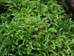 Attēlu rezultāti vaicājumam “Eurhynchium angustirete”