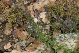 Attēlu rezultāti vaicājumam “Acinos arvensis”