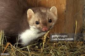 Attēlu rezultāti vaicājumam “Martes foina”