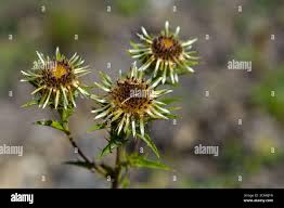 Attēlu rezultāti vaicājumam “Carlina biebersteinii”