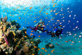 Image result for Manta Divers Sub-Aqua Club