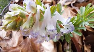 Attēlu rezultāti vaicājumam “Corydalis solida fruit”