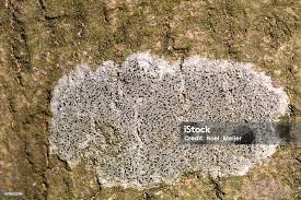 Attēlu rezultāti vaicājumam “Lecidella elaeochroma”