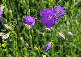 Image result for Campanula persicifolia