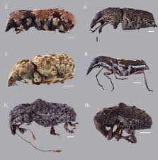 Attēlu rezultāti vaicājumam “Anthribidae”