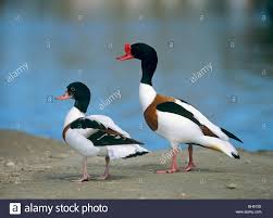 Attēlu rezultāti vaicājumam “Tadorna tadorna male”