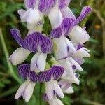 Attēlu rezultāti vaicājumam “Vicia sylvatica leaf”