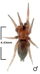 Attēlu rezultāti vaicājumam “Gnaphosidae”