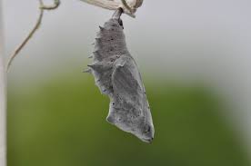 Attēlu rezultāti vaicājumam “Nymphalis xanthomelas pupa”