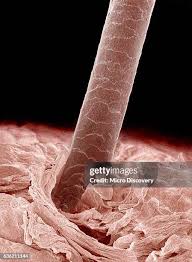 Image result for human hair microscope image