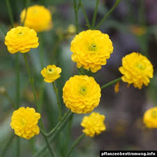 Attēlu rezultāti vaicājumam “Ranunculus acris”