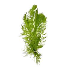 Attēlu rezultāti vaicājumam “Ceratophyllum demersum”