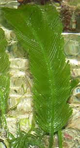 Attēlu rezultāti vaicājumam “Lycogala asperum macro”