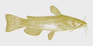 Image result for Ameiurus catus