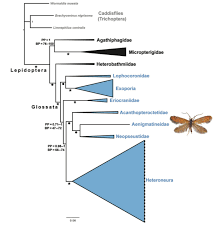 Attēlu rezultāti vaicājumam “Lepidoptera”