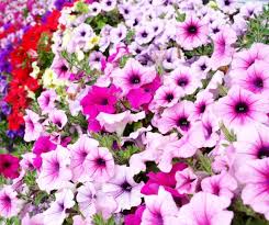 Image result for Petunie